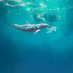ISLA MUJERES: Dolphin Royal Connection & buffet from Cancun - What to Expect from the Tour