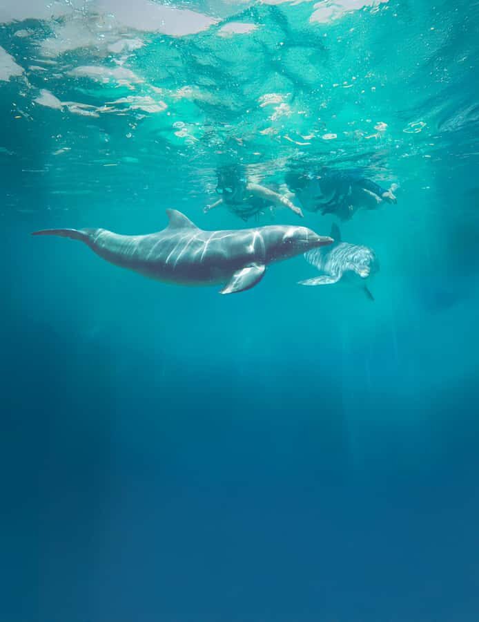 ISLA MUJERES: Dolphin Royal Connection & buffet from Cancun - What to Expect from the Tour