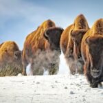 Jackson 4-Day and 3-Night Grand Teton and Yellowstone Winter Tour - A Closer Look at the 4-Day Yellowstone and Grand Teton Winter Tour