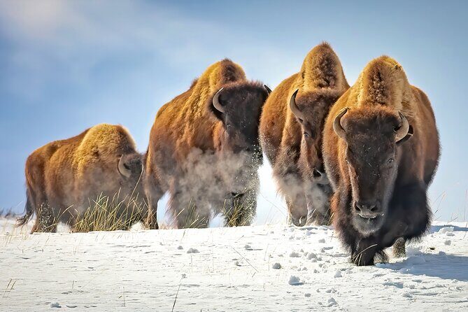 Jackson 4-Day and 3-Night Grand Teton and Yellowstone Winter Tour - A Closer Look at the 4-Day Yellowstone and Grand Teton Winter Tour