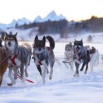 Jackson Hole Full-Day Dog Sledding and Snowmobiling Combo Trip - Who Should Consider This Tour?