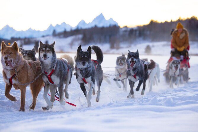 Jackson Hole Full-Day Dog Sledding and Snowmobiling Combo Trip - Who Should Consider This Tour?