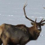 Jackson Hole & Grand Teton Park - Full-Day Wildlife Tour - Who Is This Tour Best For?
