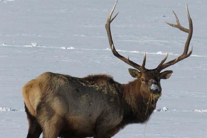 Jackson Hole & Grand Teton Park - Full-Day Wildlife Tour - Who Is This Tour Best For?