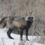 Jackson Hole & Grand Teton Park - Half-Day Wildlife Tour - Morning - The Practical Side: Transportation, Price, and Group Size