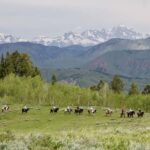 Jackson Hole: Teton View Guided Horseback Ride with Lunch - Who Should Consider This Tour?