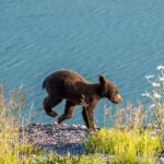 Jasper: Wildlife and Sightseeing Tour with Lakeshore Hike - A Deep Dive Into the Jasper Wildlife and Lakeshore Tour