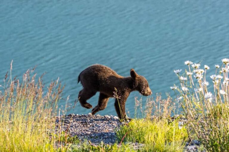 Jasper: Wildlife and Sightseeing Tour with Lakeshore Hike - A Deep Dive Into the Jasper Wildlife and Lakeshore Tour