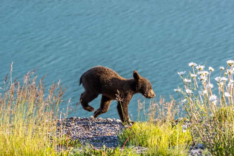 Jasper: Wildlife and Sightseeing Tour with Lakeshore Hike - A Deep Dive Into the Jasper Wildlife and Lakeshore Tour