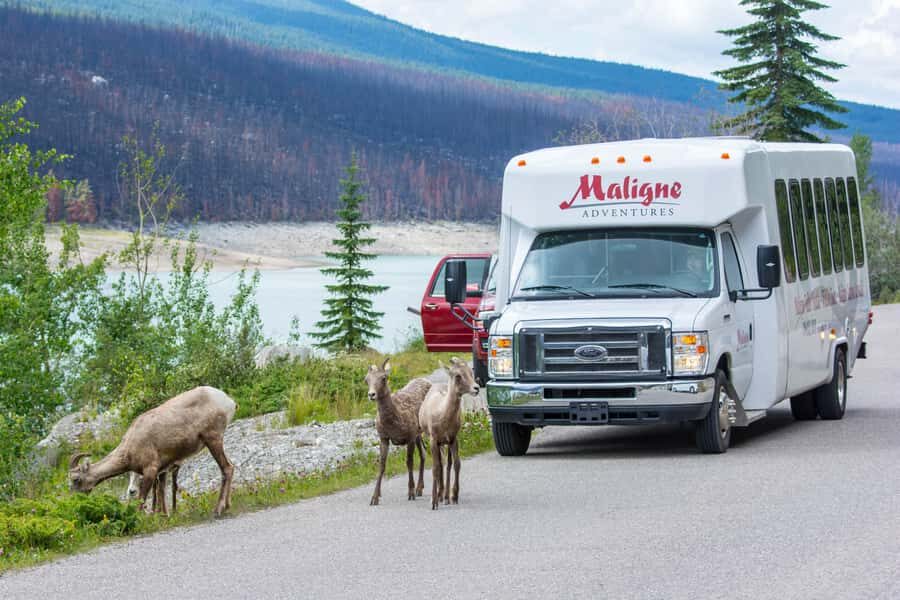 Jasper: Wildlife and Sightseeing Tour with Maligne Cruise - The Sum Up