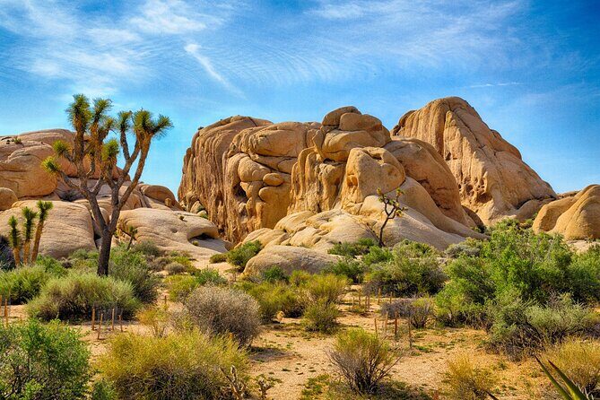 Joshua Tree National Park Trip Planner - Final Thoughts: Is This Tour Right for You?