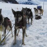 Juneau Helicopter and Dogsledding with Added Glacier Landing - Who Should Consider This Tour?