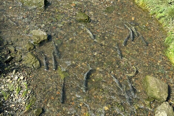 Juneau Private Bike Tour with Glacier Views and Sightseeing - FAQs