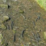 Juneau: Private Bike Tour with Glacier Views & Hatchery Stop - Who Is This Tour Best For?