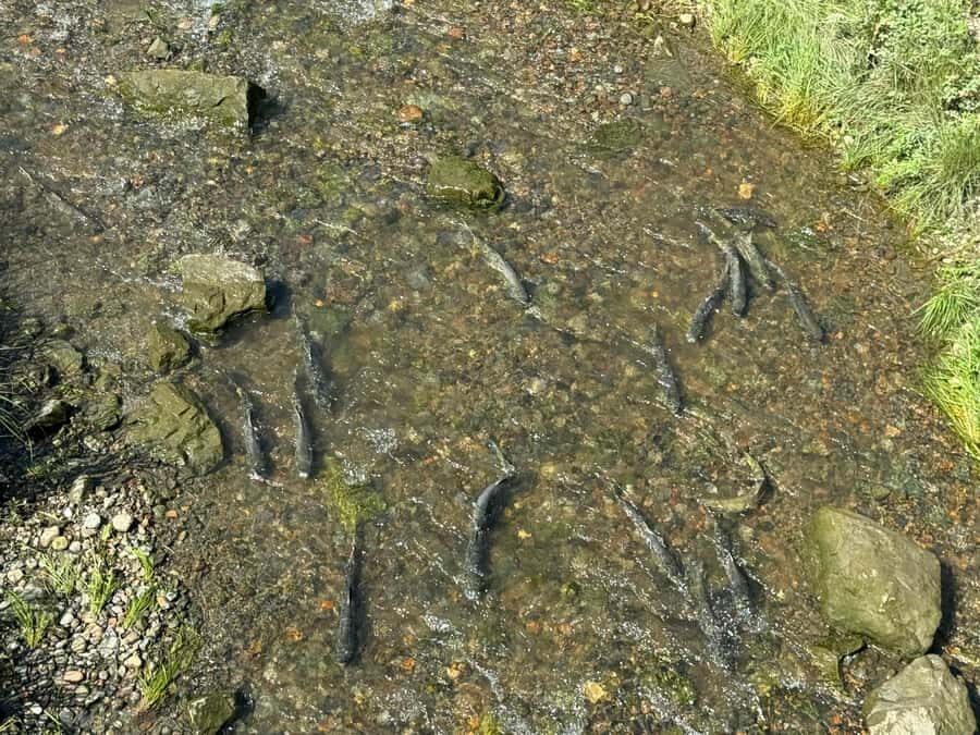 Juneau: Private Bike Tour with Glacier Views & Hatchery Stop - Who Is This Tour Best For?