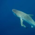 Jupiter, FL: Guided Shark Snorkel Trip - The Experience in Detail