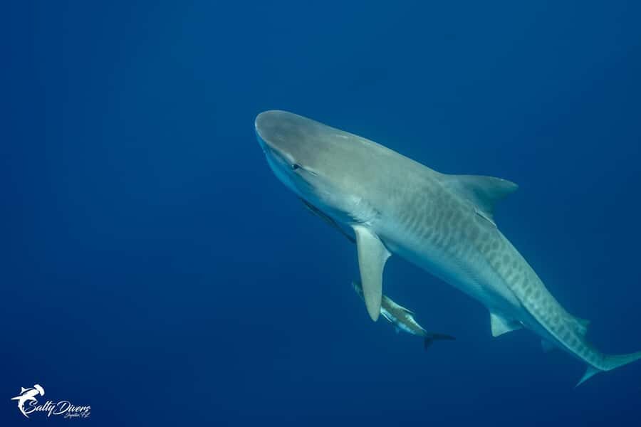 Jupiter, FL: Guided Shark Snorkel Trip - The Experience in Detail