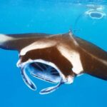 Kailua-Kona: Manta Ray Night Snorkel SMALL GROUP - The Itinerary: What to Expect from Start to Finish