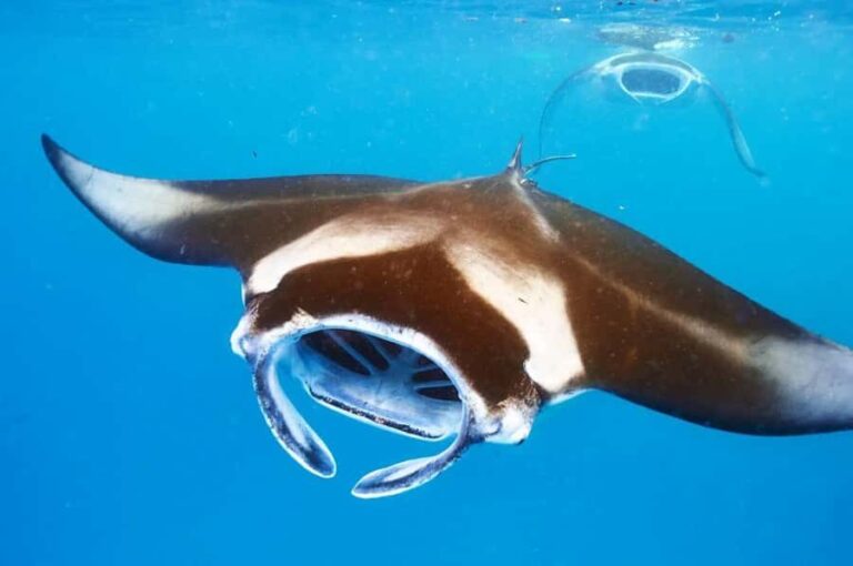 Kailua-Kona: Manta Ray Night Snorkel SMALL GROUP - The Itinerary: What to Expect from Start to Finish