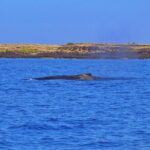 Kailua Kona Whale Watching Boat Tour Experience - Authentic Encounters with Hawaii’s Marine Giants