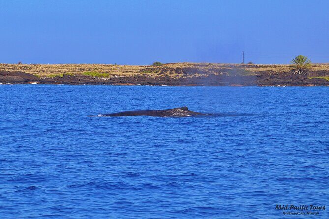 Kailua Kona Whale Watching Boat Tour Experience - Authentic Encounters with Hawaii’s Marine Giants