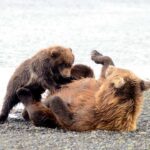 Katmai Alaska: Brooks Falls Bear Viewing by Floatplane - Practical Details and What to Pack