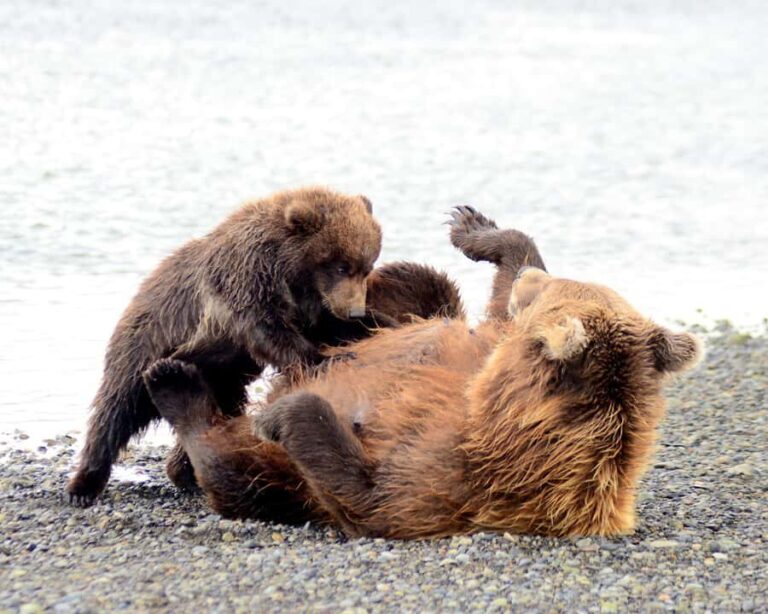 Katmai Alaska: Brooks Falls Bear Viewing by Floatplane - Practical Details and What to Pack