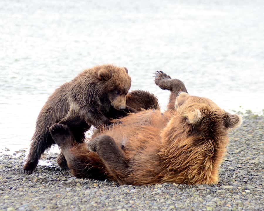 Katmai Alaska: Brooks Falls Bear Viewing by Floatplane - Practical Details and What to Pack