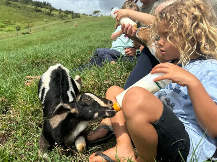 Kauai Farm: Play & Bottle Feed Baby Mini Nubian Goats! - A Detailed Look at the Kauai Mini Nubian Goats Farm Experience