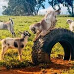 Kauai: Play with Baby Farm Animals & MicroDairy Immersion - Frequently Asked Questions