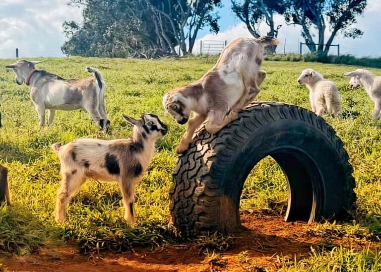 Kauai: Play with Baby Farm Animals & MicroDairy Immersion - Frequently Asked Questions