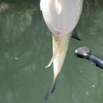 Kayak FISHING Down The Verde River Full Day 20 min from Sedona - An In-Depth Look at the Verde River Kayak Fishing Tour