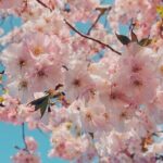 Kenwood Cherry Blossoms: Washington DC Half-Day Escape - Practical Details That Matter