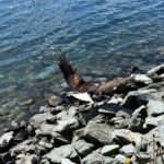 Ketchikan: City Tour, Saxman Village, & Salmon Tasting - Who Should Consider This Tour?