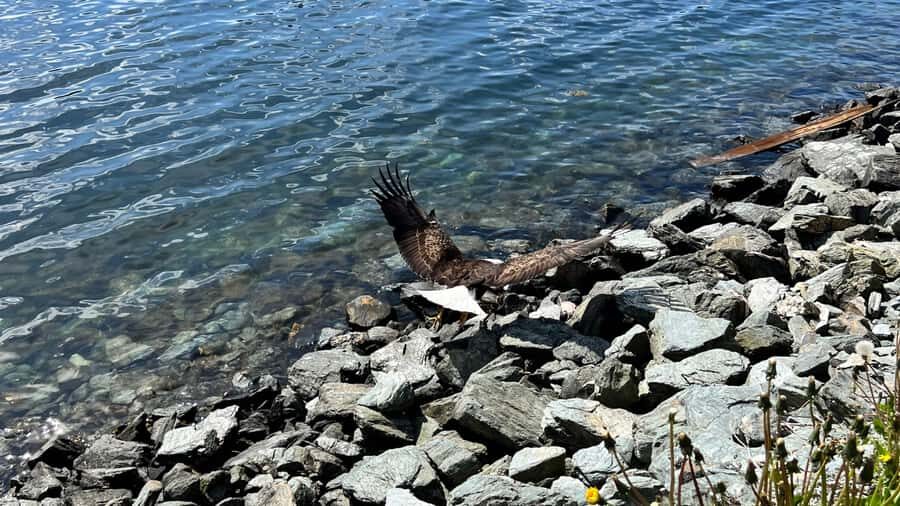 Ketchikan: City Tour, Saxman Village, & Salmon Tasting - Who Should Consider This Tour?