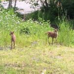 Ketchikan Rainforest Adventure Nature & Wildlife Tour - Who Should Consider This Tour?