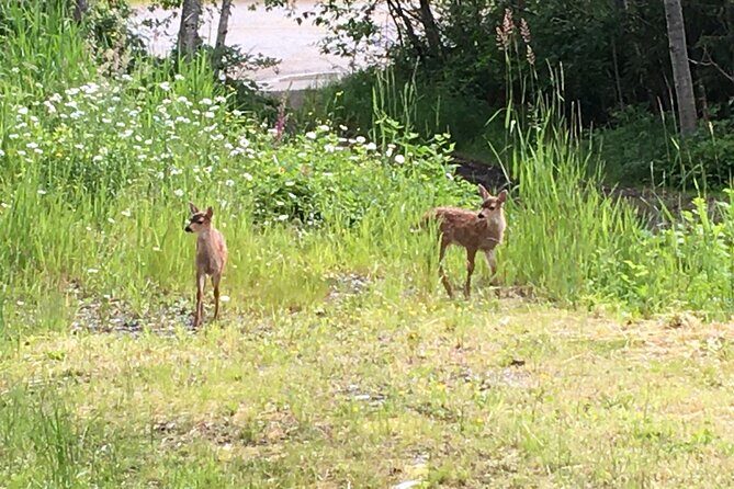 Ketchikan Rainforest Adventure Nature & Wildlife Tour - Who Should Consider This Tour?