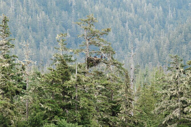 Ketchikan Waterfront & Wildlife Cruise - A Closer Look at the Ketchikan Waterfront & Wildlife Cruise