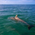 Key West Dolphin & Snorkel Tour - Small Group - The Practical Details