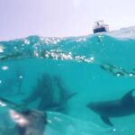 Key West: Dolphin Watch + Guided Snorkel with Honest Eco - The Itinerary in Detail