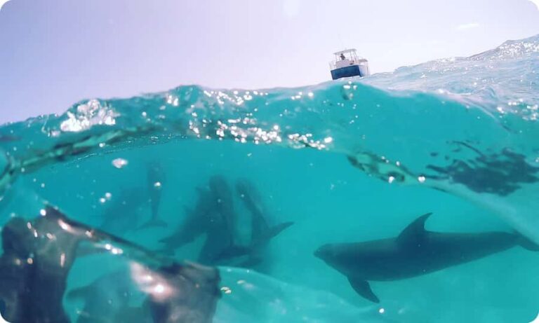 Key West: Dolphin Watch + Guided Snorkel with Honest Eco - The Itinerary in Detail