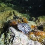 Key West: Scuba Diving Refresher Course - A Balanced Look at the Key West Scuba Refresher Course