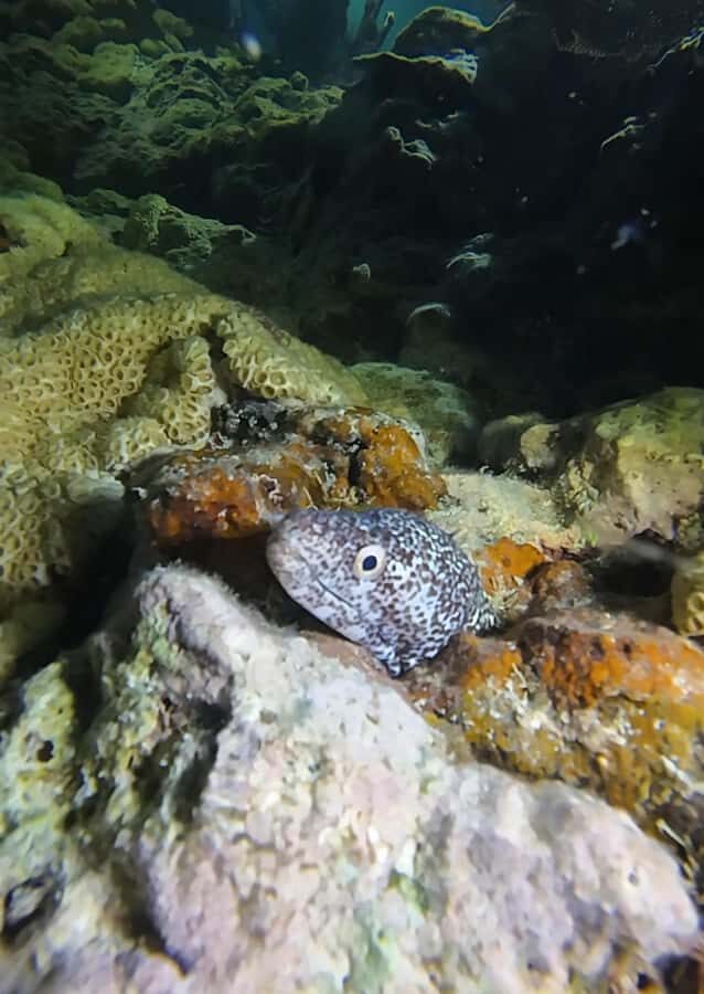 Key West: Scuba Diving Refresher Course - A Balanced Look at the Key West Scuba Refresher Course