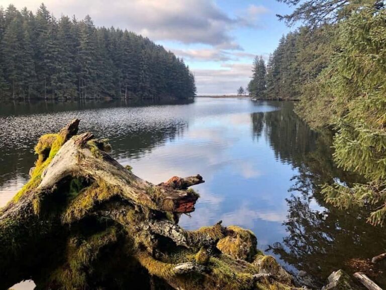 Kodiak: Rainforest Hike with Naturalist Guide - Wildlife & Natural Highlights