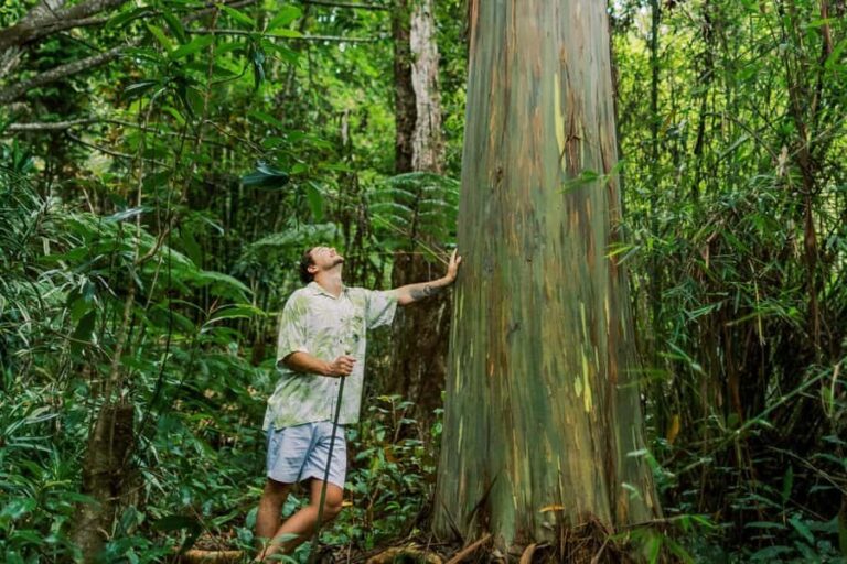 Kona Cloud Forest Sanctuary Montane Jungle Tour (2.5 hrs) - Key Points