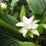 Kona Coast: Rooster Farms Coffee Tasting - Who Will Appreciate This Tour?