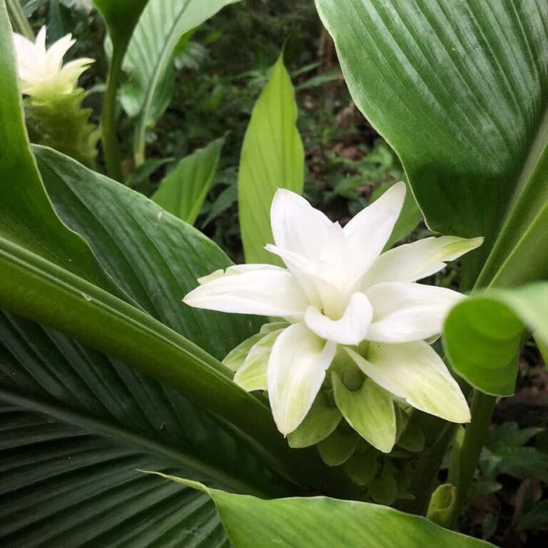 Kona Coast: Rooster Farms Coffee Tasting - Who Will Appreciate This Tour?