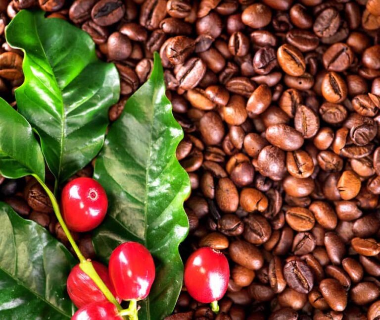 Kona: Coffee and Sea Turtles Tour - A Detailed Look at the Kona: Coffee and Sea Turtles Tour