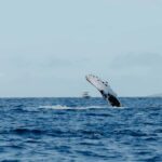 Kona: Small-Group Whale Watching Tour - Final Thoughts: Who Should Book This Tour?
