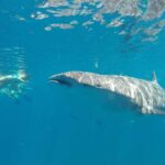 La Paz: Experience Swimming with a Whale Shark - Final Thoughts